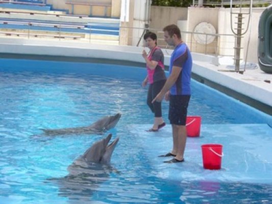 Delfinul Pei-Pei a fost mai bolnăvicios, dar nimeni nu se aştepta să moară